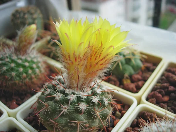 Cactus Parodia setifera med gula blommor. — Stockfoto