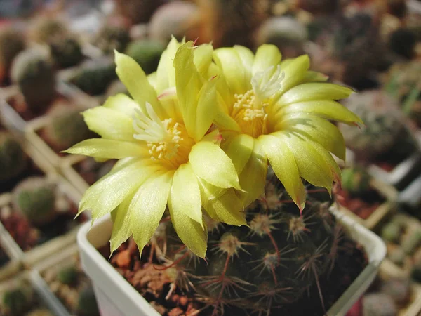 Cactus Parodia setifera com flores amarelas . — Fotografia de Stock