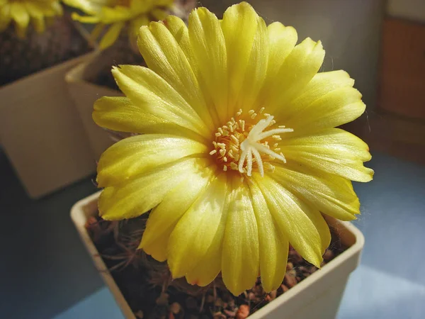 Cactus Parodia setifera à fleurs jaunes . — Photo