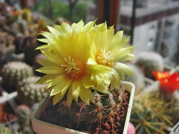 Cactus Parodia setifera à fleurs jaunes . — Photo