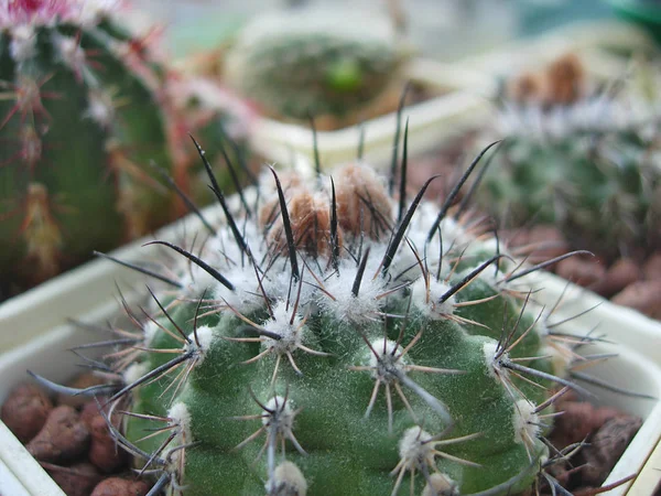 Cactus Parodia subterranea med mörkt röda blommor. — Stockfoto