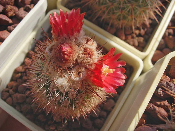 Cactus Parodia tilcarensis med knoppar och blommor. — Stockfoto