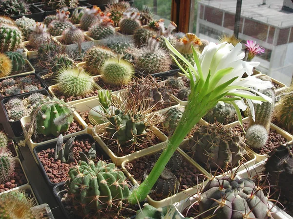 Cactus Pseudolobivia herbasii L385 avec grande fleur blanche . — Photo