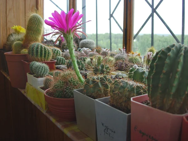 Cactus Pseudolobivia kermesina avec de grandes fleurs de carmin . — Photo