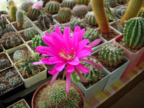 Kaktus kermesina Pseudolobivia z dużymi kwiatami carmine. — Zdjęcie stockowe
