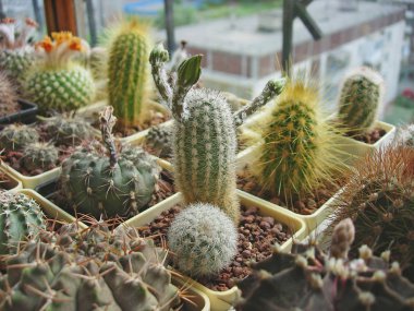Kaktüs Pygmaeocereus bylesianus tomurcukları ile.