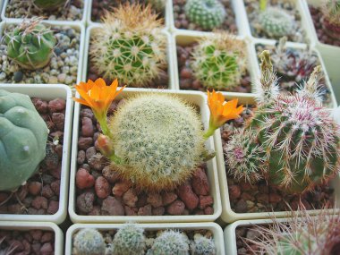 Kaktüs Rebutia archibuiningiana turuncu çiçekler ile.