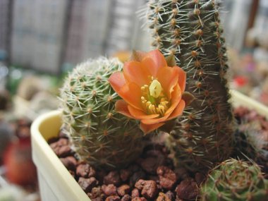 Minyatür kaktüs Mediolobivia tür çiçek.