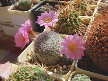 Güzel çiçekli kaktüs Rebutia narvaecensis.