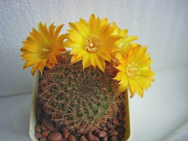 Çiçekli kaktüs Sulcorebutia menesesii Fr775.