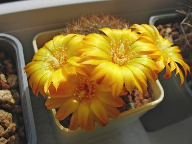 Çiçekli kaktüs Sulcorebutia menesesii Fr775.