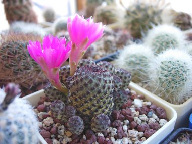 Carmine çiçekli kaktüs Sulcorebutia rauschii.