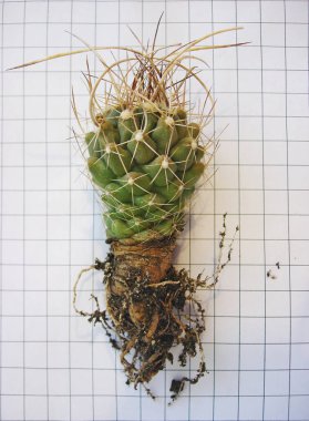 Kaktüs Thelocactus tulensis ssp. kupcakii repotting için hazır.