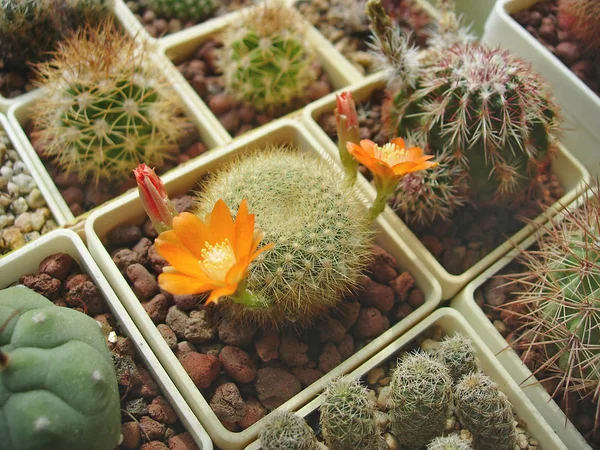 Cactus Rebutia archibuiningiana avec des fleurs orange . — Photo