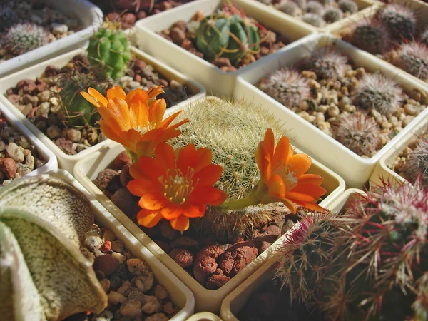 Cactus Rebutia archibuiningiana avec des fleurs orange . — Photo