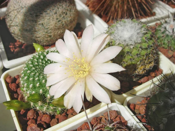 Cactus Rebutia kariusiana com flores . — Fotografia de Stock