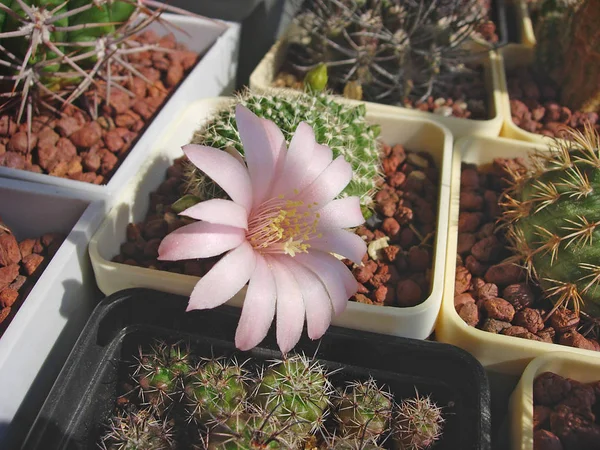 Cactus Rebutia kariusiana avec des fleurs . — Photo