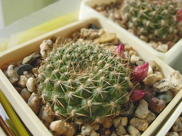 Cactus Rebutia marsoneri com botões e flores . — Fotografia de Stock