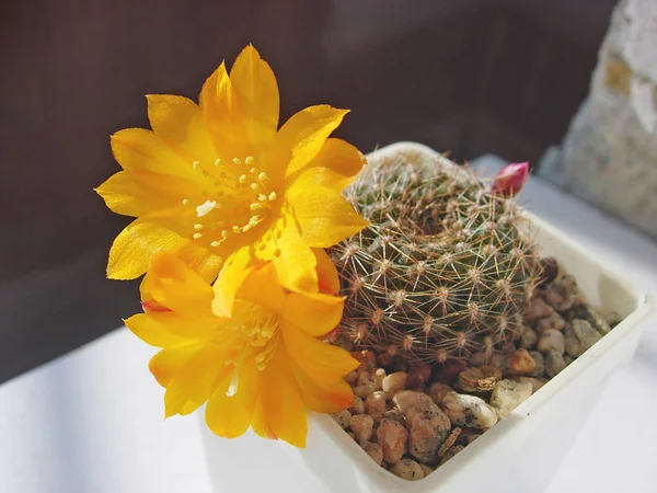 แคคทัส Rebutia marsoneri กับดอกไม้และดอกไม้ . — ภาพถ่ายสต็อก
