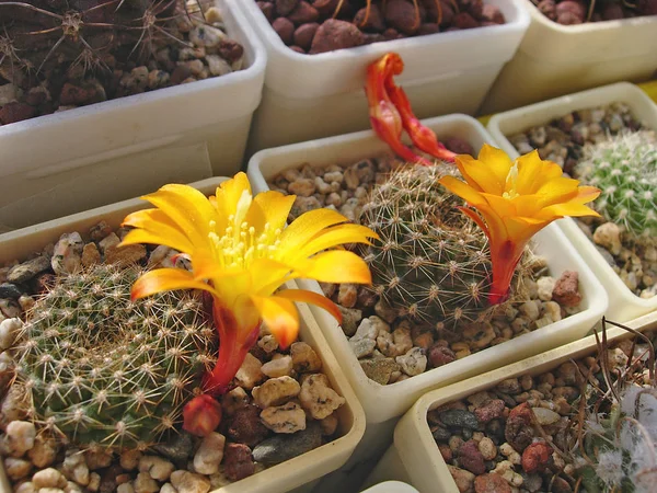 Cactus Rebutia marsoneri med knoppar och blommor. — Stockfoto