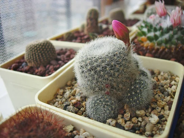 Cactus Rebutia narvaecensis med vackra blommor. — Stockfoto