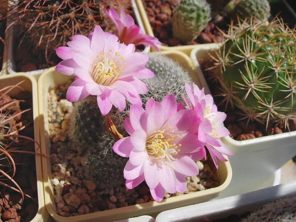 Cactus Rebutia narvaecensis con bellissimi fiori . — Foto Stock