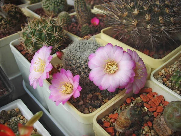 Cactus Rebutia narvaecensis avec de belles fleurs . — Photo