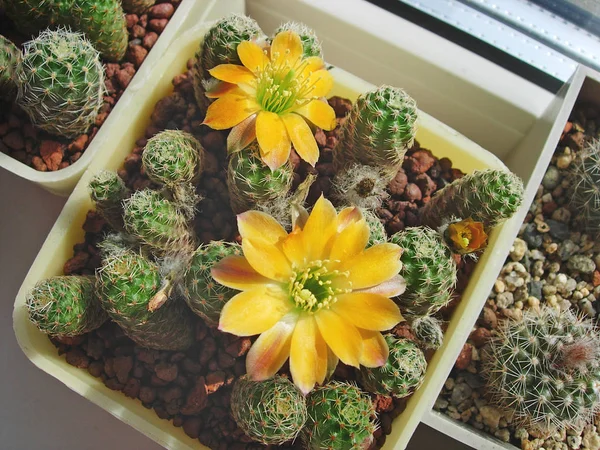 Cactus miniature Mediolobivia diersiana WR631 avec fleurs . — Photo