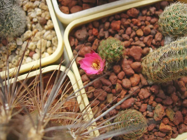 Cactus miniatura Mediolobivia violascens WK874 con flor . — Foto de Stock