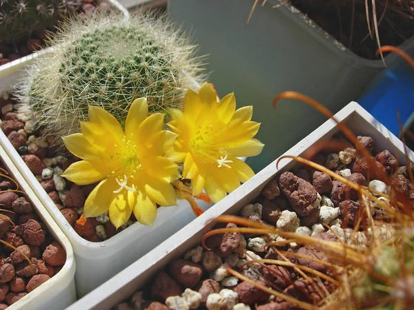 Cactus Rebutia senilis met gele bloemen. — Stockfoto