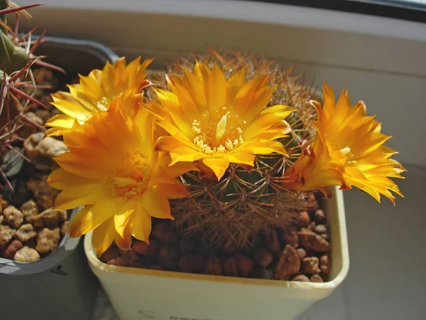 Cactus Sulcorebutia menesesii FR775 con fiori . — Foto Stock