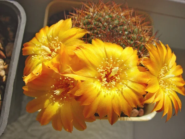 แคคตัส Sulcorebutia menesesii FR775 ดอกไม้ . — ภาพถ่ายสต็อก