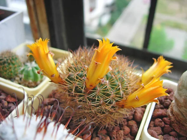 Cactus Sulcorebutia menesesii Fr775 med blommor. — Stockfoto