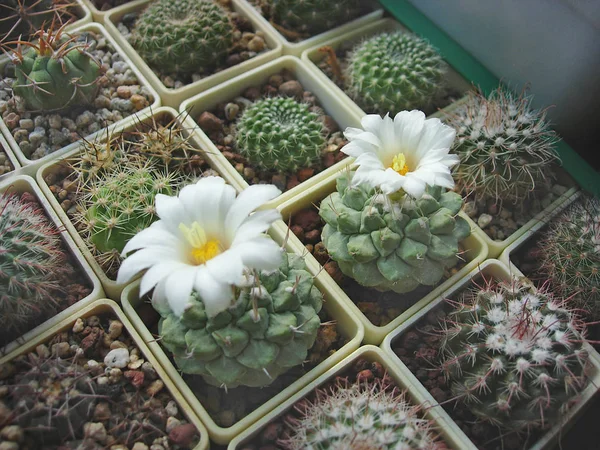 Cactus Strombocactus disciformis met bloemen. — Stockfoto