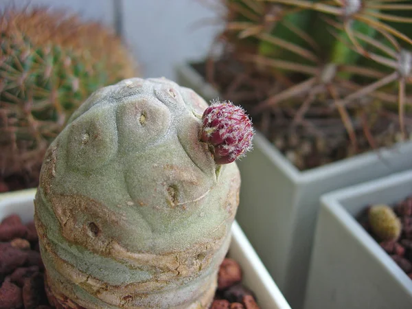 Cactus Tephrocactus geometricus con nueva rama . — Foto de Stock