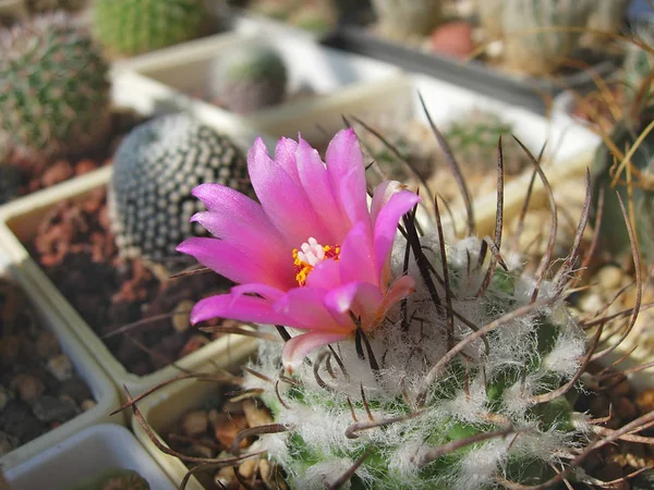 Miniatyr cactus Turbinicarpus roseiflorus med blommor. — Stockfoto