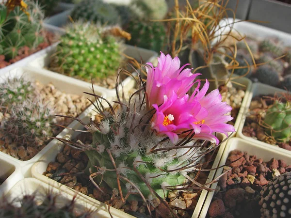 Cactus miniature Turbinicarpus roseiflorus avec des fleurs . — Photo