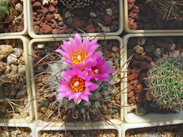Miniatyr cactus Turbinicarpus roseiflorus med blommor. — Stockfoto