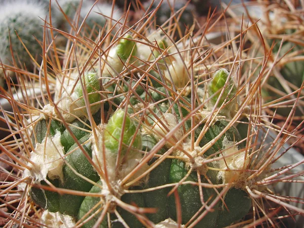 Cactus Kranskaktussläktet lanata med starka taggar och gula blommor. — Stockfoto