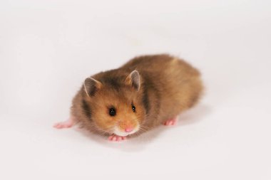 Beyaz zemin üzerine Suriye hamster
