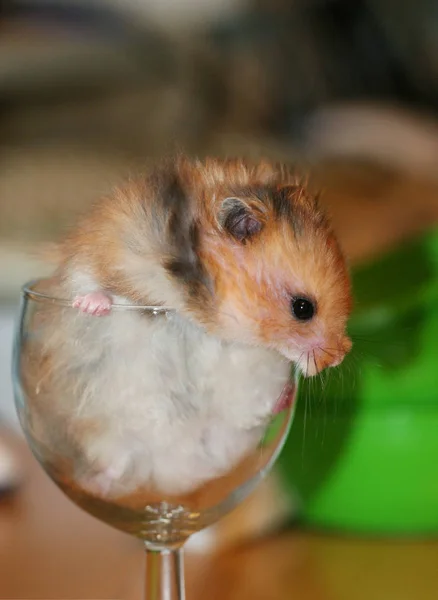 Hamster sírio dentro de copo de vinho momento engraçado — Fotografia de Stock
