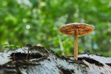 Huş ağacı üzerinde büyüyen orman mantar pluteus