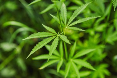 Yeşil taze marihuana yaprağı deseni