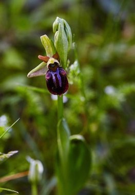 Akdeniz bölgesinde bahar çiçek açan vahşi nadir arı orkide