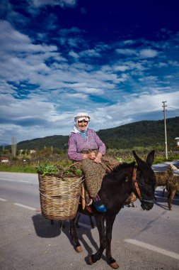 Izmir/Türkiye - 25 Nisan 2018: Çoban onun koyun Binicilik eşek ile çalışan willage çok yaşlı kadın