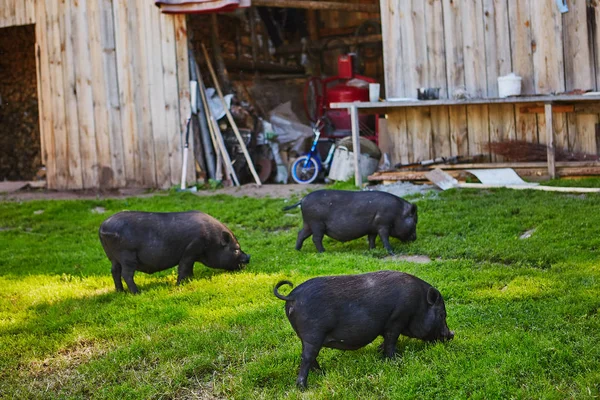Niedliche Fettbauchschweine auf der freien Wiese eines privaten Bauernhofes — Stockfoto