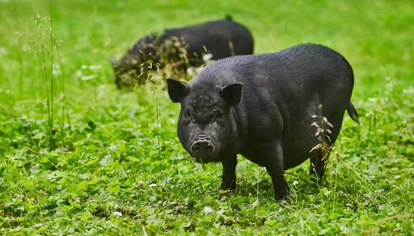 Ładny tłuszczu garnek wybrzuszony świnie w wolna łąka z prywatnego gospodarstwa rolnego — Zdjęcie stockowe