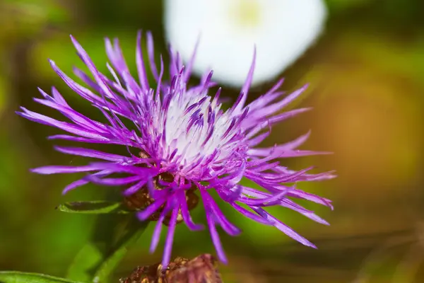 Flores y semillas de bardana — Foto de Stock