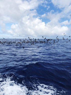 Plaj manzarası Mauritus otel