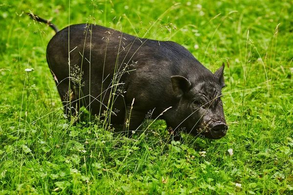 Милые жирные пузатые свиньи на бесплатном лугу частной фермы — стоковое фото